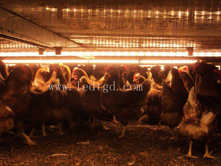 可调光led灯条应用于养鸡场